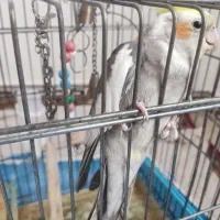 عروس هلندی سخنگو