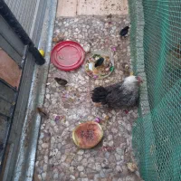 مرغ محلی جوجه دار|حیوانات مزرعه|باوی, |دیوار