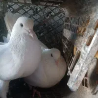 مایع کبوتر جفت