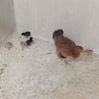 مرغ جوجه