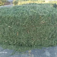 پرس یونجه چین چهار پرگل.وبیست عدد پرس شبدر چین دو