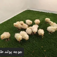 جوجه مرغ زینتی پولند طلایی. سیلور. گلد|حیوانات مزرعه|خمینی‌شهر, |دیوار