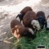 بره نر