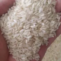 فروش برنج کیلویی۲۴۰۰۰۰۰ریال