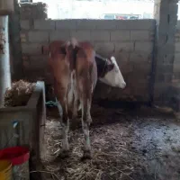 سیمینتال‌شرابی‌شیربالا