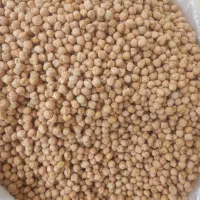 نخود ممتاز بار امسال