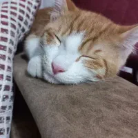 واگذاری گربه DSH نارنجی شیطون و بازیگوش|گربه|محمدشهر, ولدآباد|دیوار