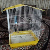 عروس هلندی|پرنده|سراوان, |دیوار