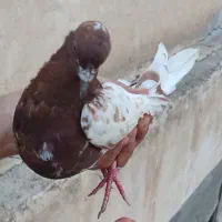کفتر پرشی و رنگی|پرنده|تهران, شوش|دیوار