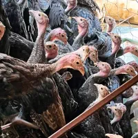 نیمچه بوقلمون دوماهه برنزواکسن خورده کیفیت عالی|حیوانات مزرعه|رشت, تازه آباد|دیوار