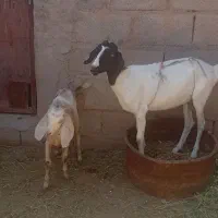 بز گوسفند