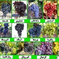 هرس و سایر خدمات باغبانی|خدمات باغبانی و درختکاری|میاندوآب, |دیوار