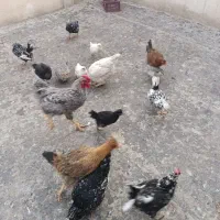 مرغ و خروس گلین لاری کرچ