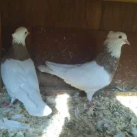 فروش کبوتر طوقی|پرنده|لاهیجان, کوی زمانی|دیوار