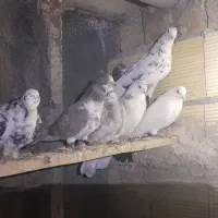 غریب کیری تیر ماهی|پرنده|خنداب, |دیوار