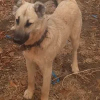 دزدیده شدن سگ ۱۰ ماهه