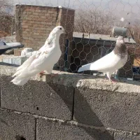 کبوتر|پرنده|سنندج, |دیوار