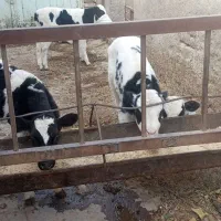 گوساله نر شیری یک ماهه