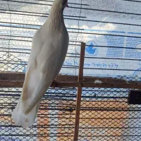 کبوتر