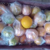 فروش پرتقال انباری نایلون پیچ