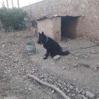 توله سگ ژرمن بلک موبلند پدرمادروارداتی