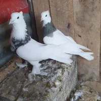 طوقی|پرنده|شاهرود, |دیوار