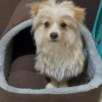 سگ پوماپو|سگ|تاکستان, |دیوار