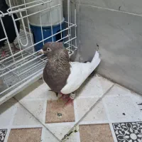 کبوتر سینه قهوی