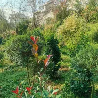 فروش گل و گیاه