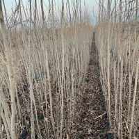 نهال گردوی پکان