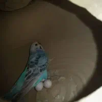 مرغ عشق مامله ای