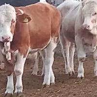 بره نر و ماده میش قوچ نربز گوسفند میش بره دار