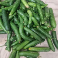 خیارسبز گلخونه درجه۲