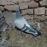 کفتر شامی اصل فکر کنم نرباشه