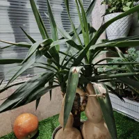 گل طبیعی|گل و گیاه طبیعی|زنجان, |دیوار