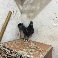 کبوتر|پرنده|شفت, |دیوار