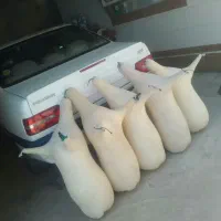 همبونه تک و عمده|سازهای بادی|اهرم, |دیوار