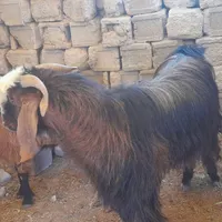 دوربین
