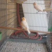 قناری خانگی نر و ماده بخون به ضمانت
