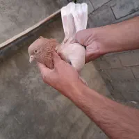 یک عدد کبوتر زرد کاکولی پرش سنگین