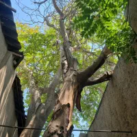 خریدوقطع و حرص درخت در محل شما|خدمات باغبانی و درختکاری|ری, علایین|دیوار