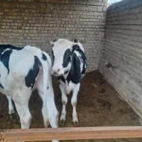 دام|حیوانات مزرعه|زبرخان, |دیوار