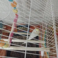 عروس  هلندی  نر و ماده جفت