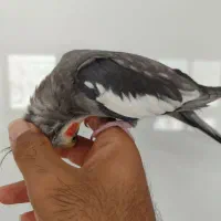 عروس خاکستری کاملا دستی و سخنگو پرحرف|پرنده|سبزوار, فرهنگیان|دیوار