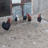 ۶عددخروس بزرگ محلی جوان دونه ۶۰۰ت|حیوانات مزرعه|قم, زمان زاده|دیوار