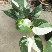 آگلونما هندوانه ای همه جا ۳۵۰ قیمتشه ما میدیم ۱۰۰|گل و گیاه طبیعی|اصفهان, باغ فدک|دیوار