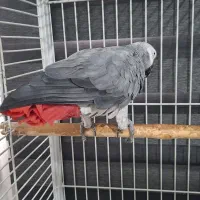 کاسکو سخنگو نر|پرنده|رشت, پیرسرا|دیوار