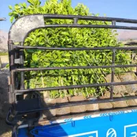 نهال|خدمات باغبانی و درختکاری|خفر, |دیوار