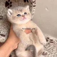 بچه گربه های کیوت میوت شیراز