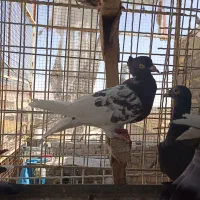کبوتر گرفتنی|پرنده|شیراز, نصر|دیوار